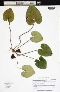 Hexastylis heterophylla image