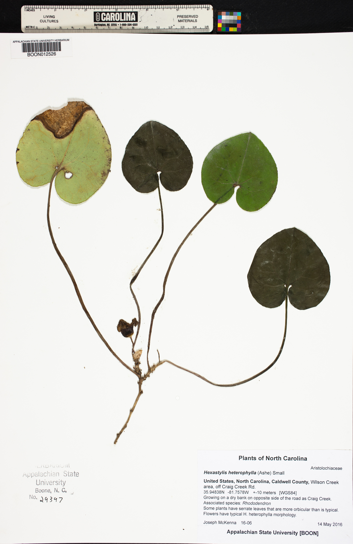 Hexastylis heterophylla image