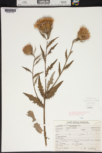 Cirsium altissimum image