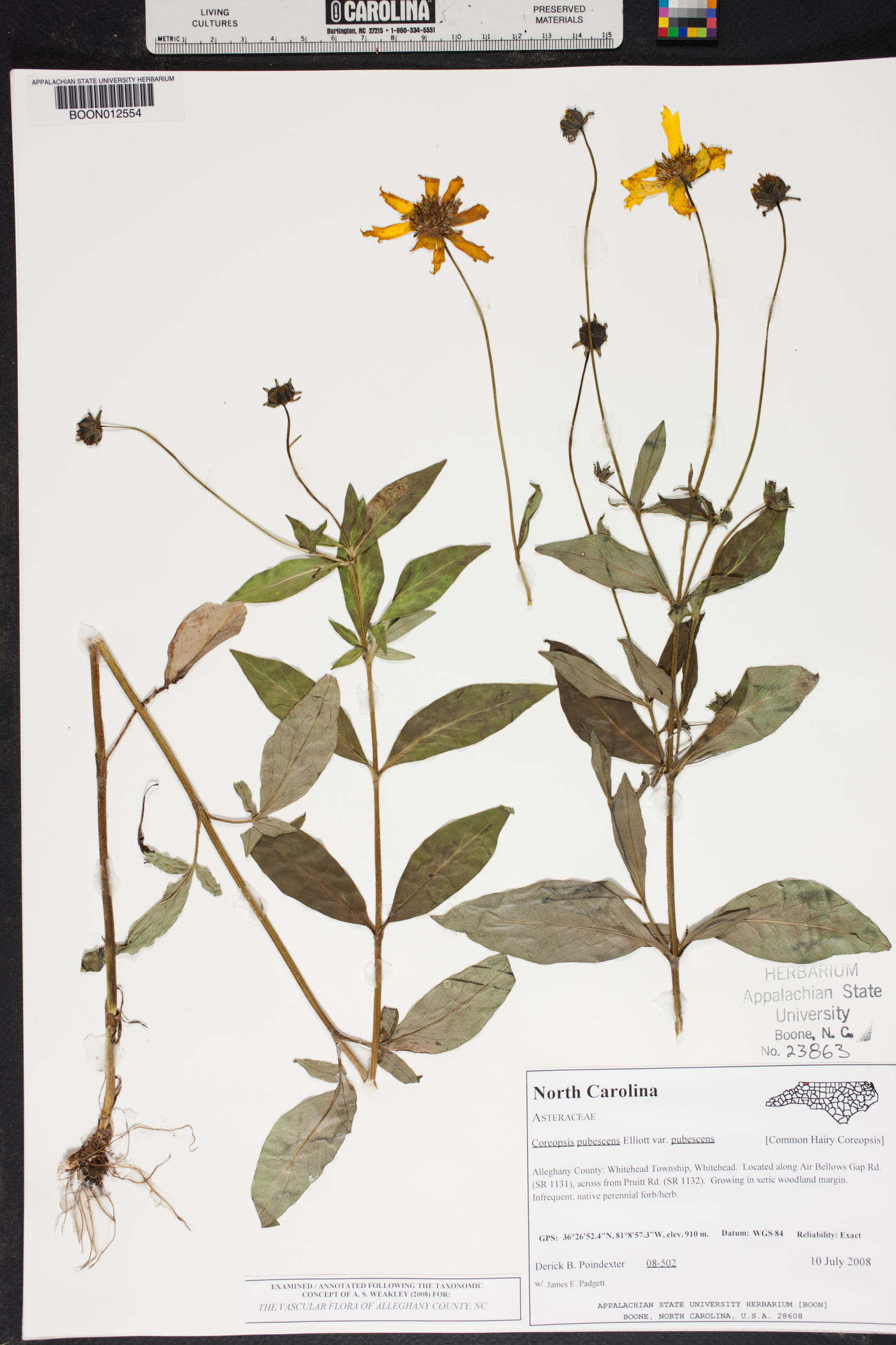 Coreopsis pubescens var. pubescens image