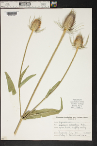 Dipsacus fullonum image