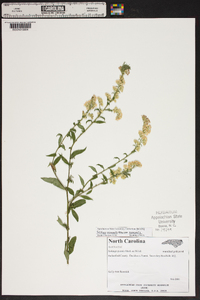 Solidago nemoralis var. nemoralis image