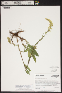 Solidago nemoralis var. nemoralis image