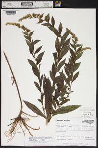 Solidago rugosa var. aspera image