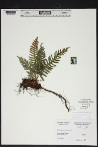 Polypodium appalachianum image