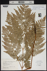 Pteridium aquilinum var. latiusculum image