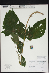 Laportea canadensis image