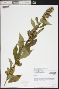 Solidago roanensis image