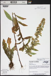 Solidago roanensis image