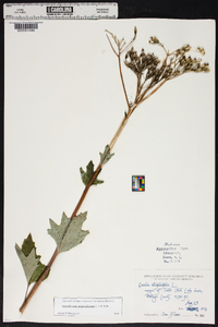 Arnoglossum atriplicifolium image