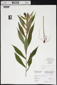 Solidago curtisii image