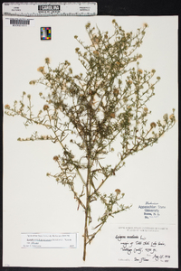 Symphyotrichum pilosum var. pilosum image