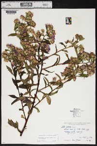 Symphyotrichum puniceum var. puniceum image