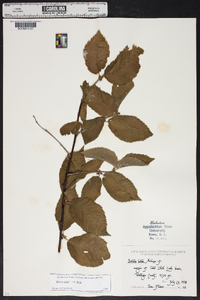 Betula lenta image