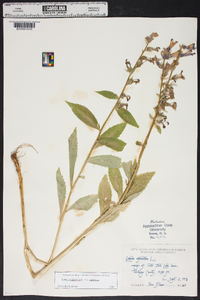 Lobelia siphilitica var. siphilitica image