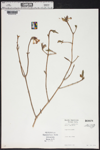 Lonicera canadensis image