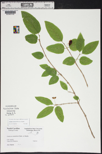 Lonicera canadensis image