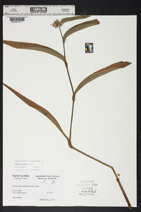 Tradescantia subaspera image