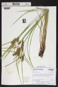 Carex baileyi image