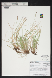 Carex lucorum image