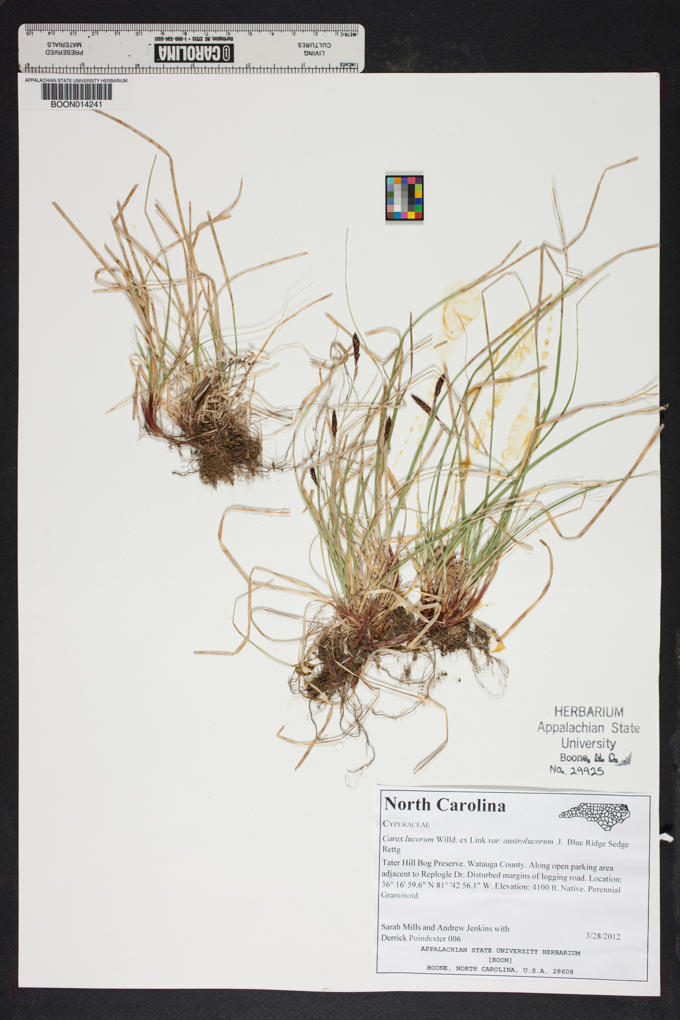 Carex lucorum image