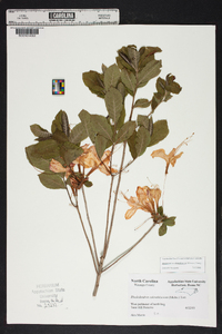 Rhododendron calendulaceum image