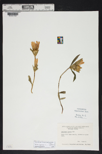 Gentiana saponaria image