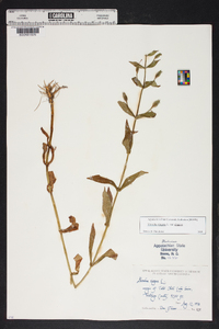 Mimulus ringens var. ringens image