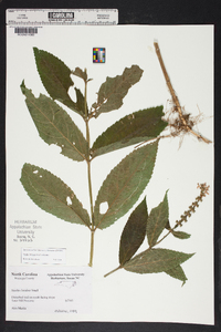 Stachys latidens image