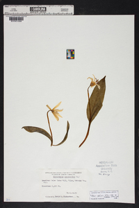 Erythronium umbilicatum image