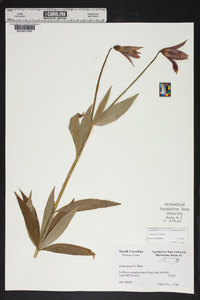 Lilium grayi image