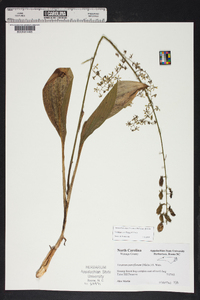 Veratrum parviflorum image