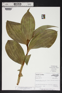 Veratrum viride image