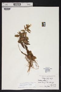 Oenothera tetragona var. tetragona image