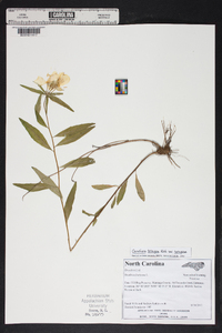 Oenothera tetragona image