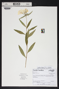 Oenothera tetragona var. tetragona image