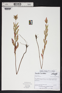 Oenothera tetragona var. tetragona image