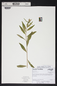 Oenothera tetragona image