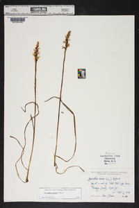 Spiranthes cernua image