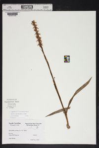 Spiranthes cernua image