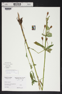 Mimulus ringens var. ringens image