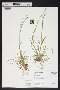 Poa cuspidata image