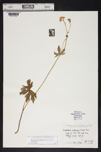 Trautvetteria caroliniensis var. caroliniensis image