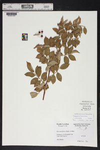 Rosa multiflora image