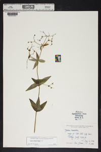 Galium lanceolatum image