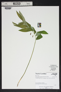 Polygonatum pubescens image