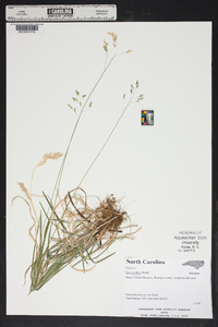 Poa cuspidata image