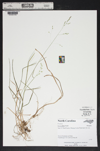 Poa cuspidata image