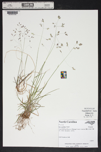 Poa cuspidata image