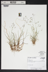 Poa cuspidata image